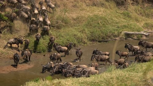 Herd of gnus in a small river