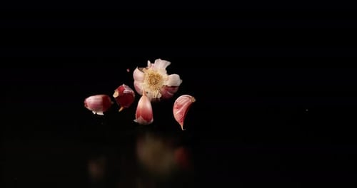 Garlic, allium savitum, falling against Black Background, Slow Motion 4K