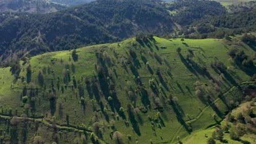 Vue Aérienne Des Arbres, Des Prairies