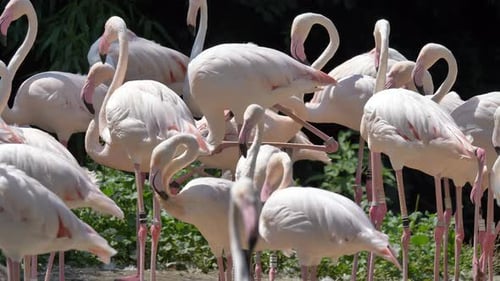 Gros plan sur de nombreux flamants roses se relaxant à l'extérieur pendant une journée ensoleillée - prores 4k