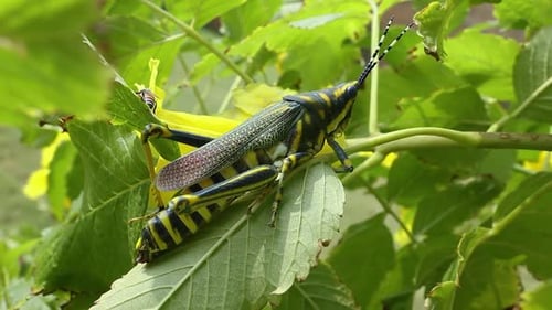 Aularches Miliaris est une espèce de sauterelle monotypique du genre Aularches