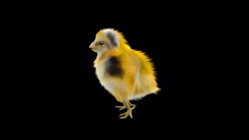 Animated Realistic Baby Chick with Alpha Channel