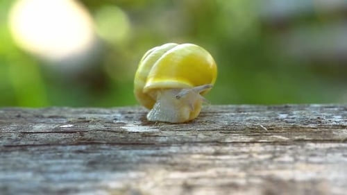 Schnecke Auf Der Rinde des Baumes Im Garten