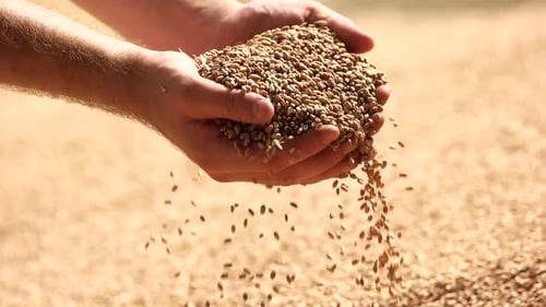 Hands Holding and Releasing Wheat Grains