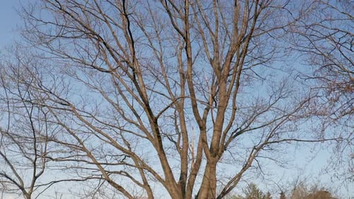 Bare Tree Branches Against Clear Blue Sky