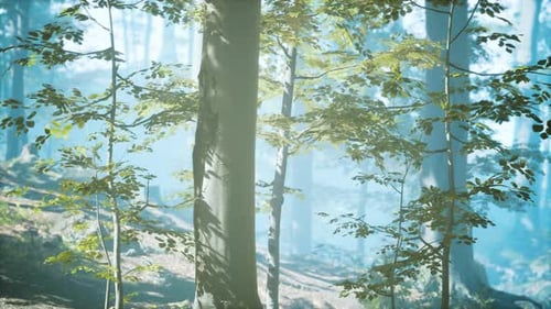 Sunny Silhouetted Forest with Sunbeams Through Fog