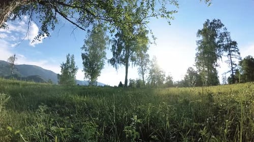 Sunny Rural Meadow at Mountain Landscape with Green Grass, Trees and Sun Rays. Diagonal Movement on