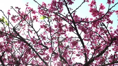 Pink Spring Flowers on Tree Branches