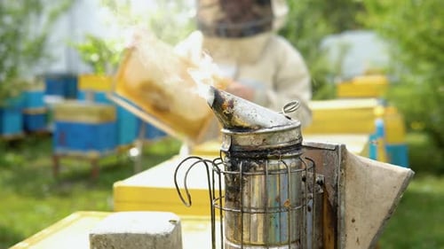 The Beekeeper Looks at the Bee in the Hive