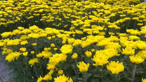 Field of Yellow Chrysanthemums Blooming in Natural Light
