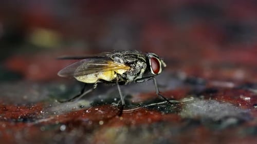 Housefly (Musca domestica) washing its rear legs on a dirty kitchen counter.