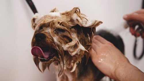 Washing a Yorkie in a Grooming Salon