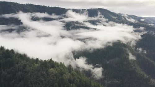 Drone Footage of the Endless Dense Forest Covered in Thick White Clouds