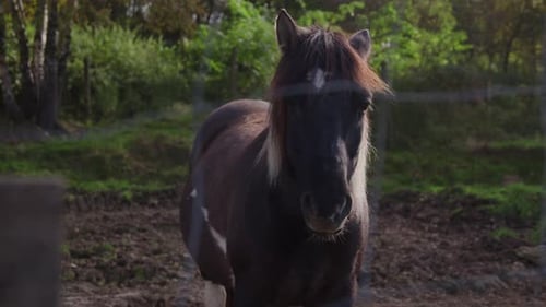 Lonely Brown Horse