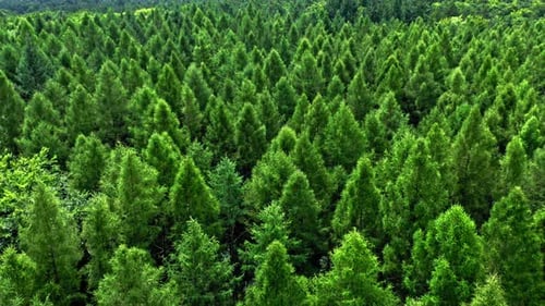 Aerial view of green trees in summer, Poland.