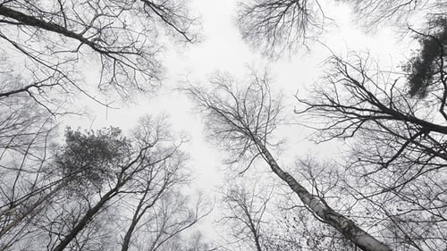 Winter Trees with Bare Branches Against Overcast Sky