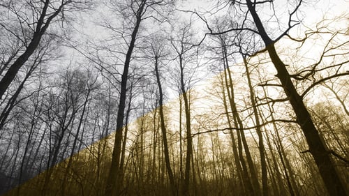 Trees (2 versions)