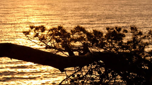 Goldenes Wasser hinter den Pines bei Sonnenaufgang