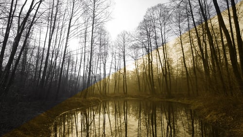 Forest & Pond (2 versions)