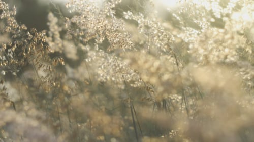 Wild Grass Swaying in Golden Sunlight