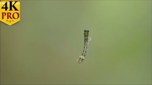 Eine kleine Motte hängt in der Luft