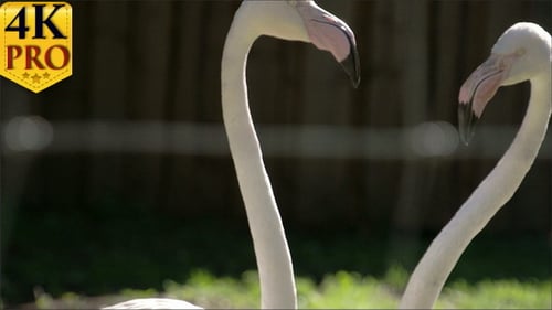 Le long cou et le gros bec des flamants roses