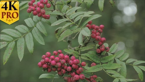 Botte de fruits Sorbus Aucuparia rosâtres