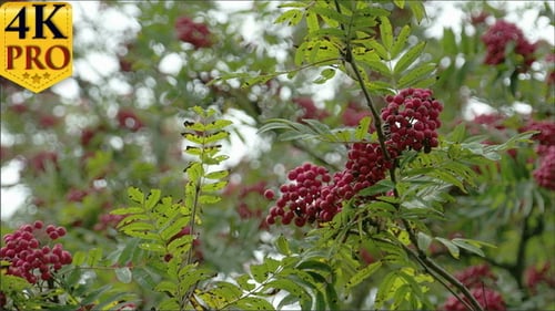 Beaucoup de sorbus sur le sorbier d'Europe