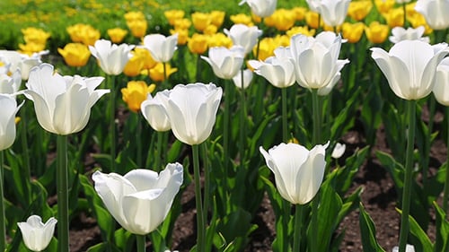 Field Of Blooming Different Color Tulips