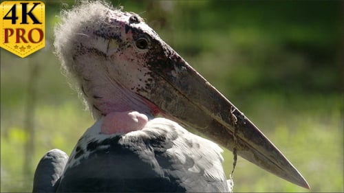 Close-Up of Marabou Stork in Natural Setting