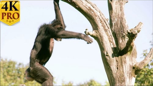 Chimpanzee Climbing in Dead Tree on Sunny Day
