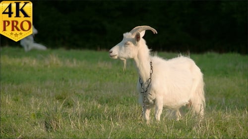 A White Goat With a Chain on its Neck
