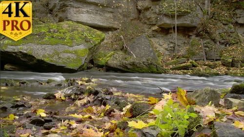Water Stream on the Lake with Some Maple Leaves