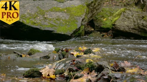 Rauschen des Wassers aus dem Fluss und dem Ahornblatt