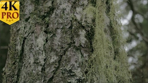 Closer Look of the Beard Lichen Attached on the