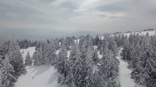 Snowy Forest