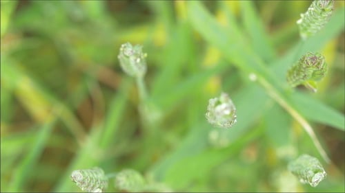 The Top of a Crop in the Field