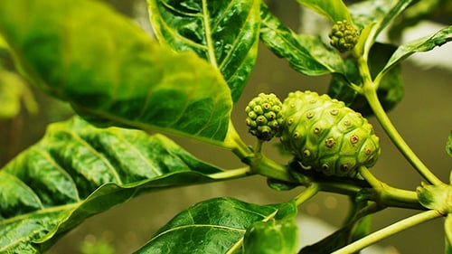 Noni-Frucht