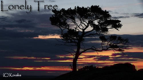 Silhouette of Tree Against Vivid Sunset Sky
