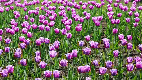 Field of Vibrant Purple Tulips Blooming in Spring