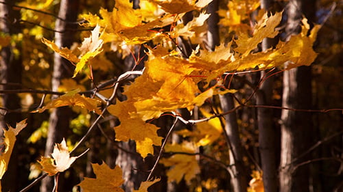 Autumn Leaves