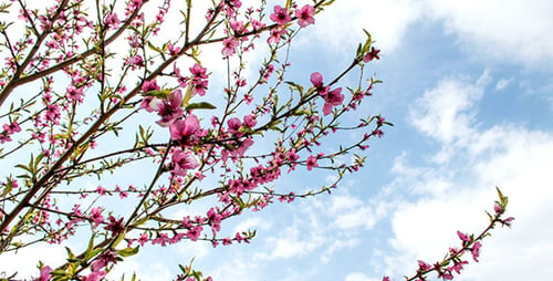 Flowering Apricot Tree In Spring On A Cloudy Day