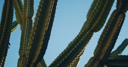 Big green cactus in front of a blue sky on a sunny day, close up, slow motion