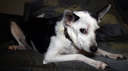 Old Dog