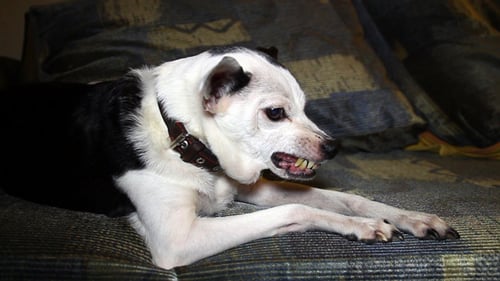 Old Dog Bares His Teeth