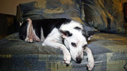 The Old Dog is Lying on the Couch