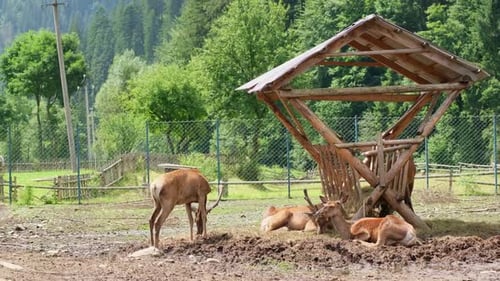 Deer Grazing Near Wooden Feeding Structure in Nature