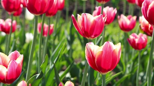 Vibrant Tulips Blooming in a Sunny Garden