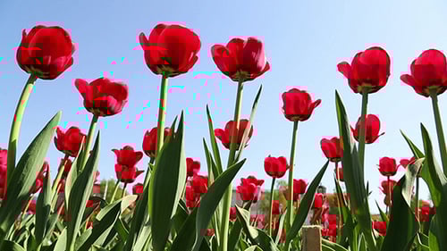 Field Of Red Tulips Blooming
