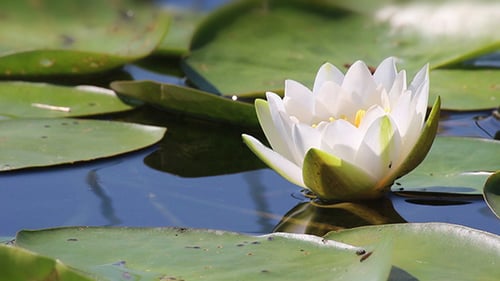White Water Lily Blooming on Lily Pads